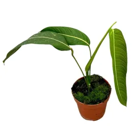 40 cm  Philodendron Heterocraspedon House Plant 17 cm Pot