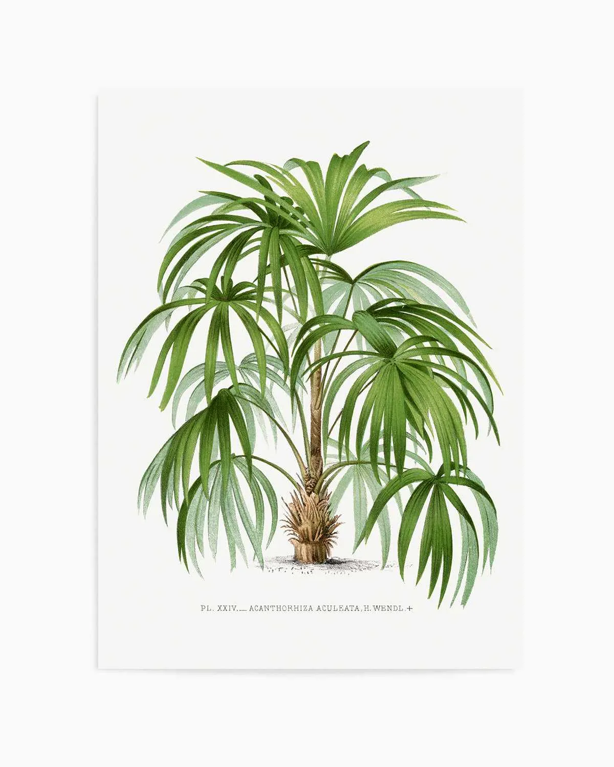 Acanthorhiza Aculeata Vintage Palm Poster Art Print