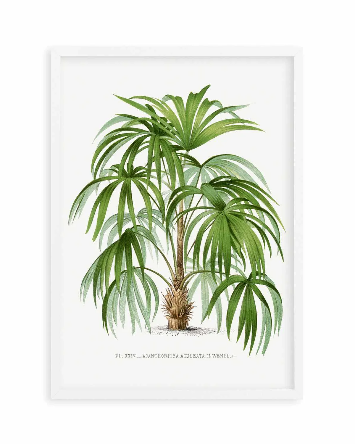 Acanthorhiza Aculeata Vintage Palm Poster Art Print