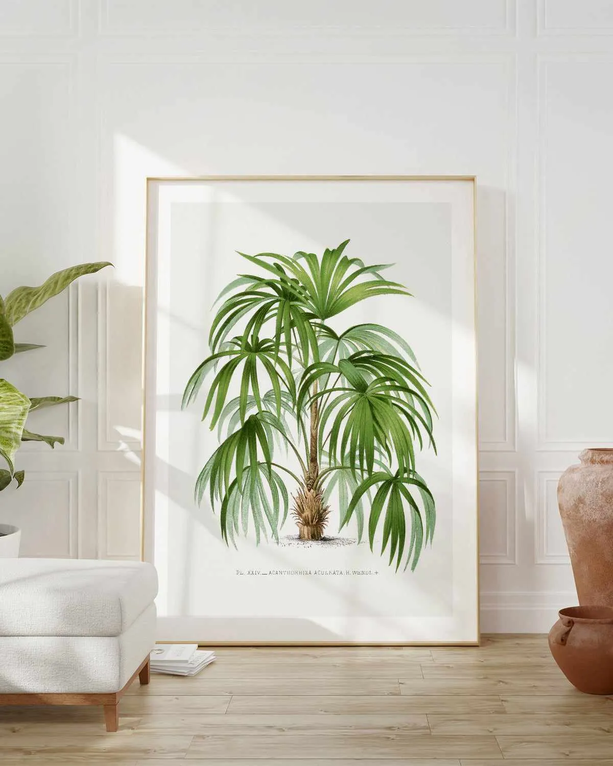 Acanthorhiza Aculeata Vintage Palm Poster Art Print