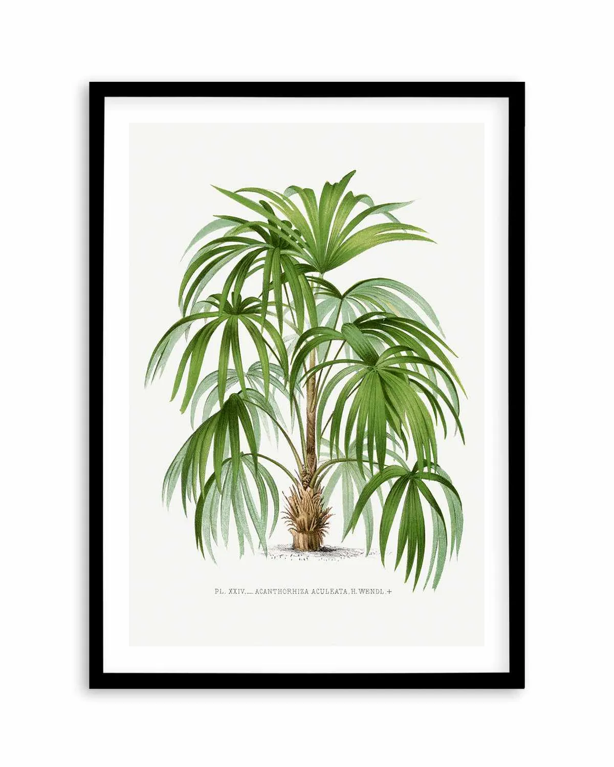 Acanthorhiza Aculeata Vintage Palm Poster Art Print