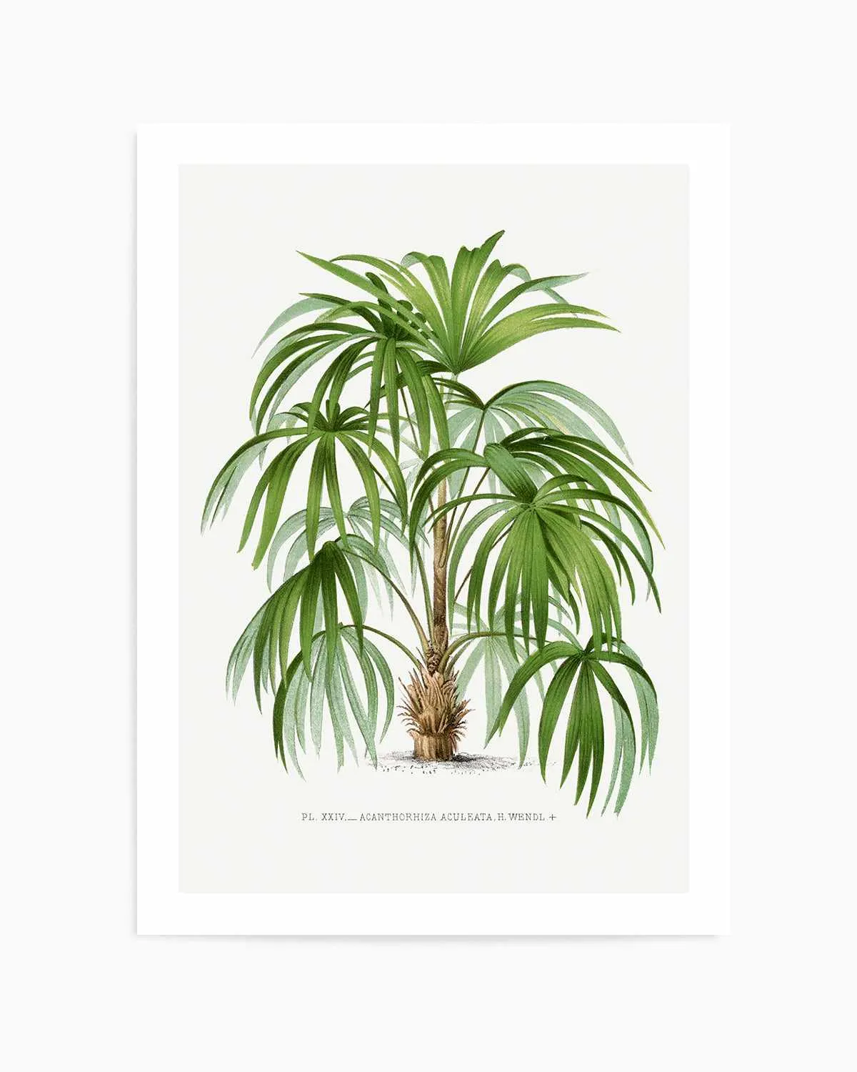 Acanthorhiza Aculeata Vintage Palm Poster Art Print