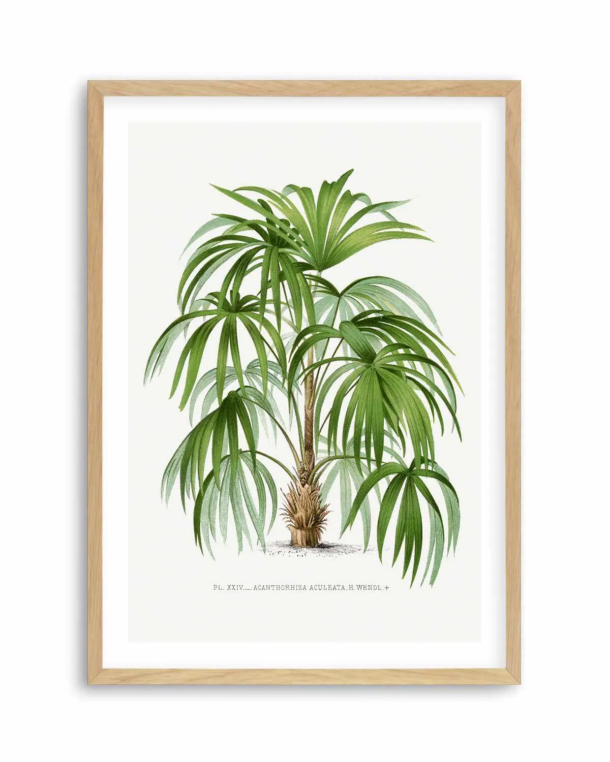 Acanthorhiza Aculeata Vintage Palm Poster Art Print