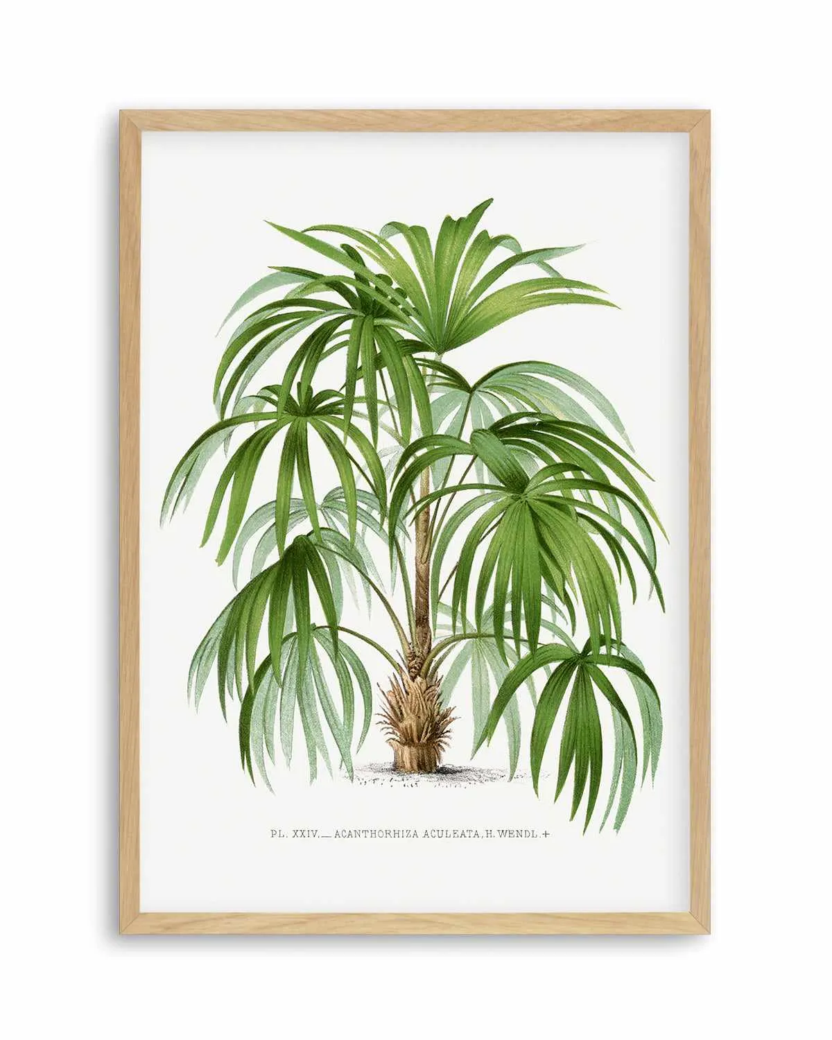 Acanthorhiza Aculeata Vintage Palm Poster Art Print