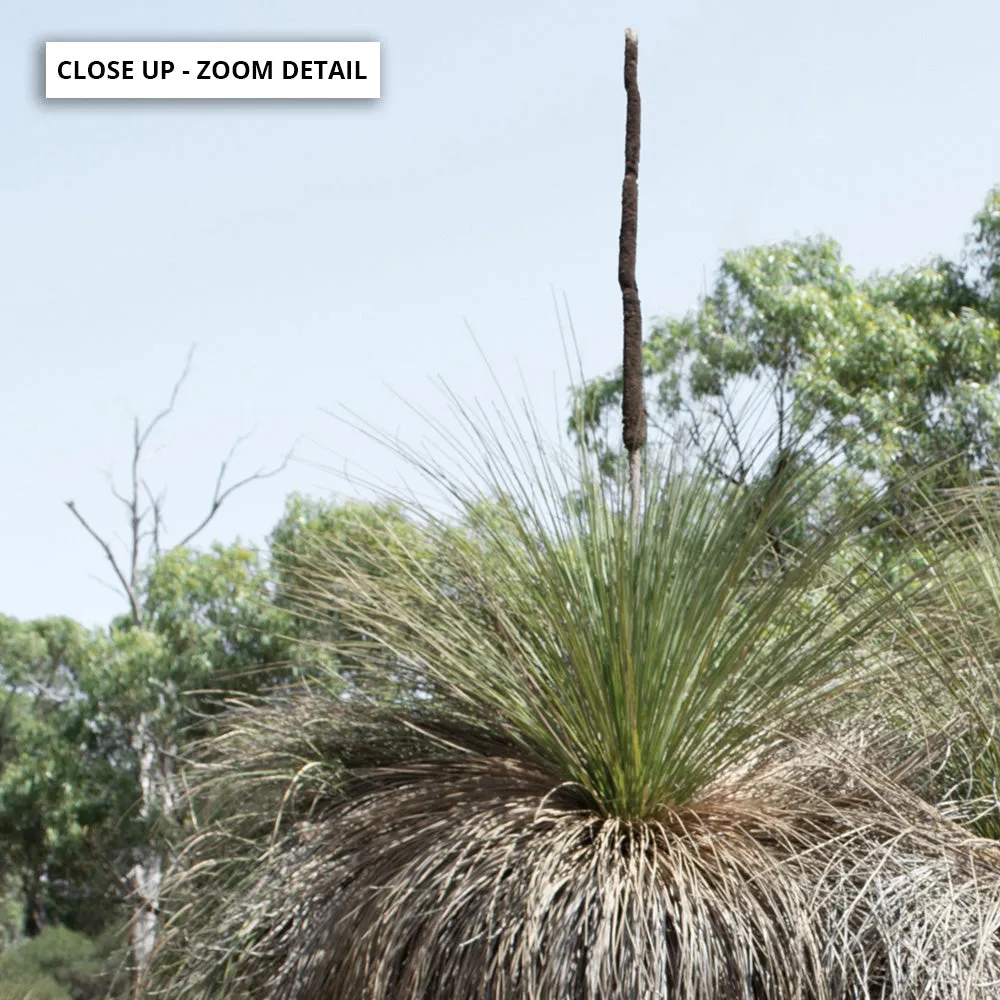 Australian Bush Grass Trees II - Art Print