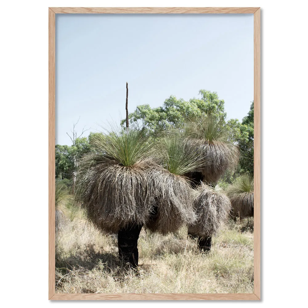 Australian Bush Grass Trees II - Art Print