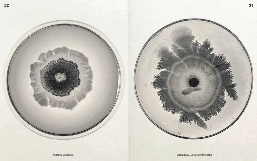 Beautiful Bacteria