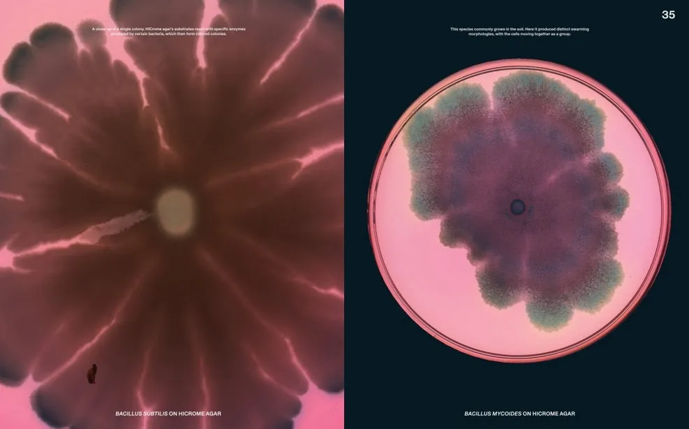 Beautiful Bacteria