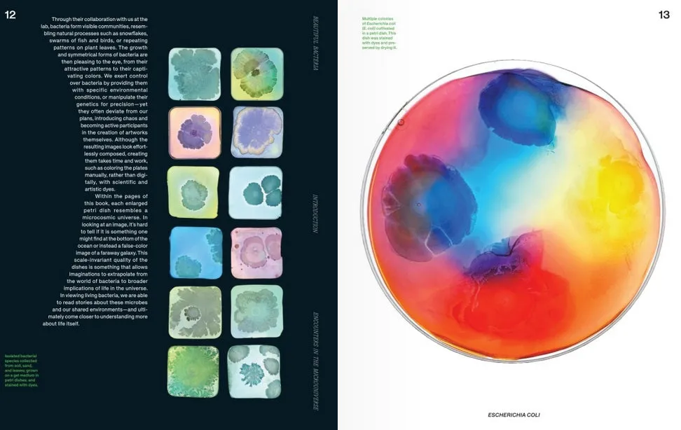Beautiful Bacteria
