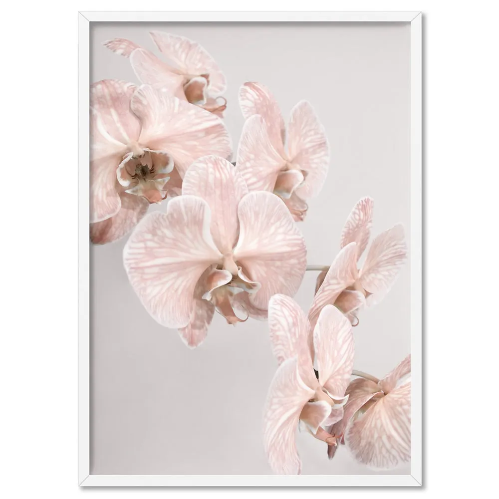 Blushing Orchid Blooms II - Art Print