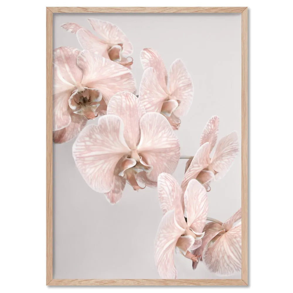 Blushing Orchid Blooms II - Art Print
