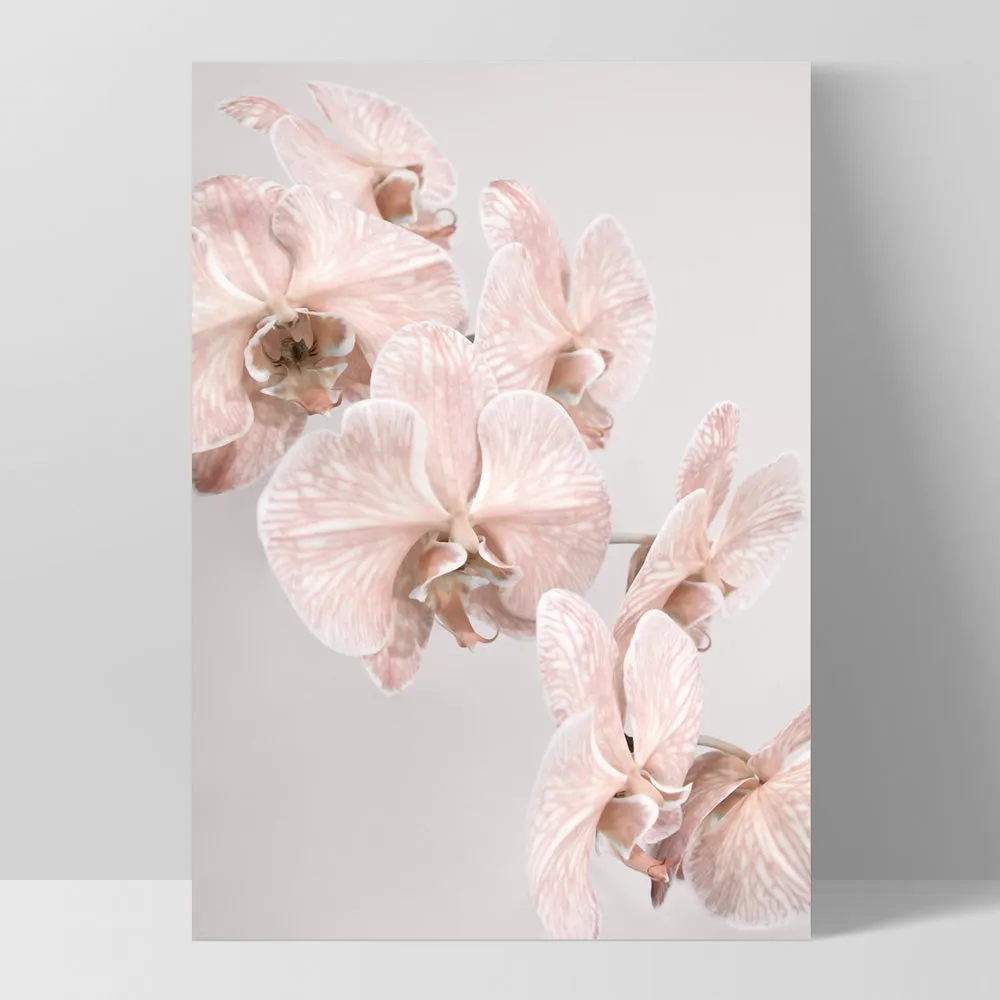 Blushing Orchid Blooms II - Art Print