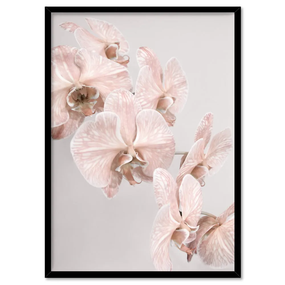 Blushing Orchid Blooms II - Art Print