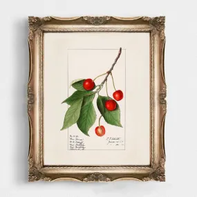 Cherries Kitchen Wall Art