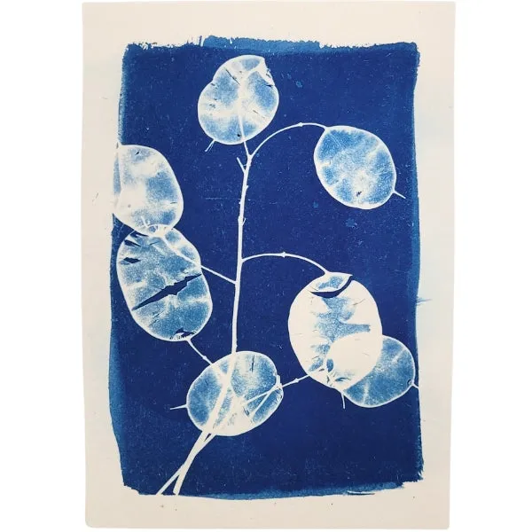 Cyanotype Art Print - Silver Dollars (5" x 7")