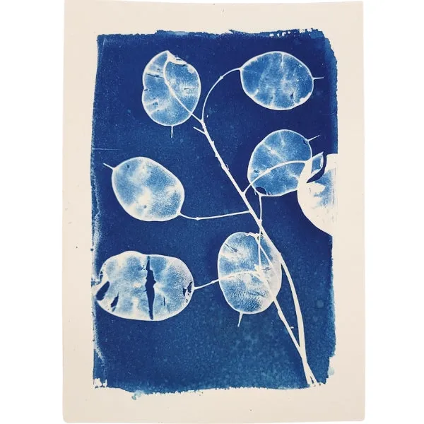Cyanotype Art Print - Silver Dollars (5" x 7")