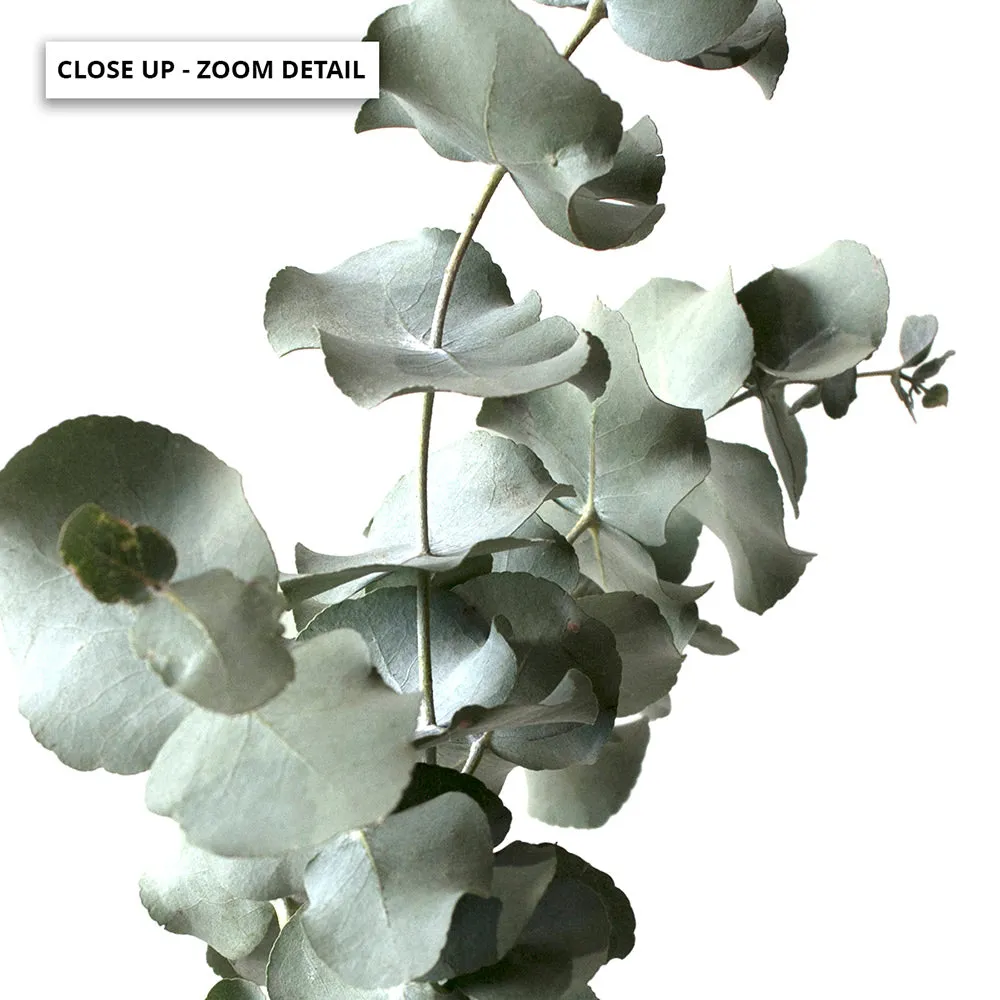 Eucalyptus Gum Leaves III  - Art Print