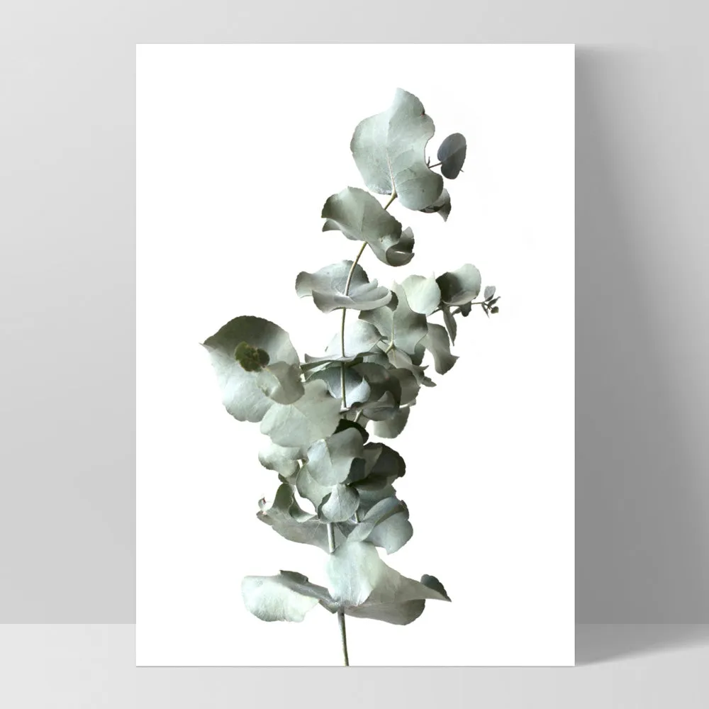 Eucalyptus Gum Leaves III  - Art Print