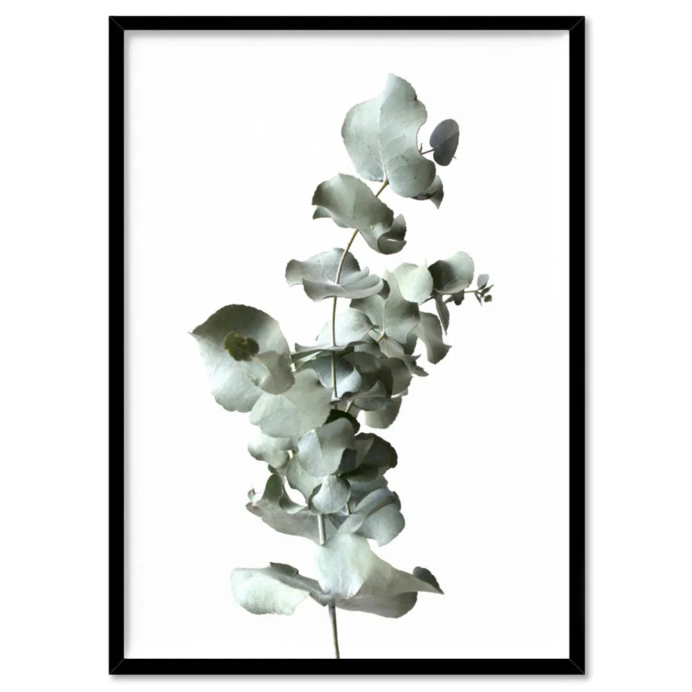 Eucalyptus Gum Leaves III  - Art Print