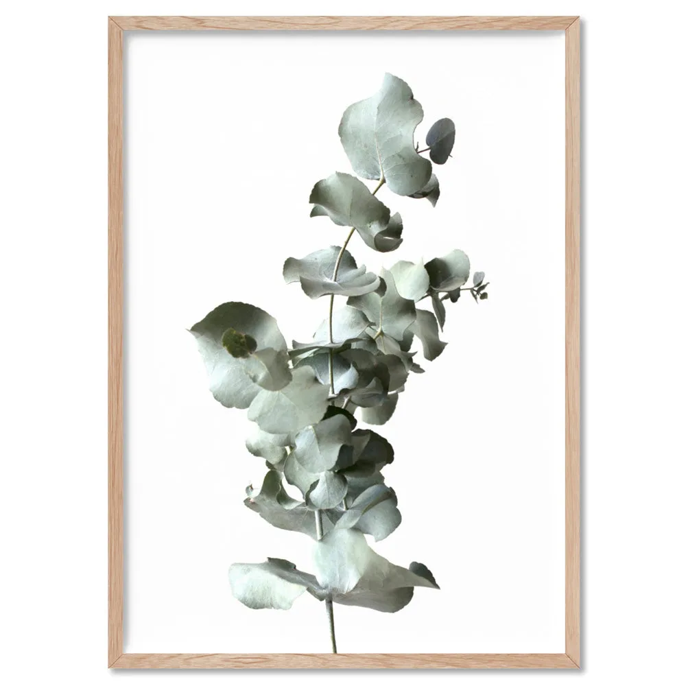 Eucalyptus Gum Leaves III  - Art Print