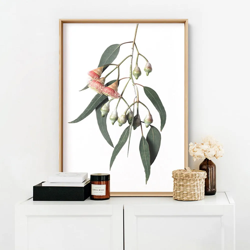 Flowering Eucalyptus in Soft Red - Art Print