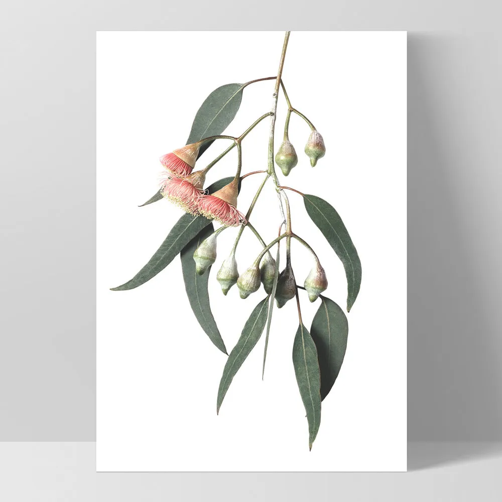 Flowering Eucalyptus in Soft Red - Art Print