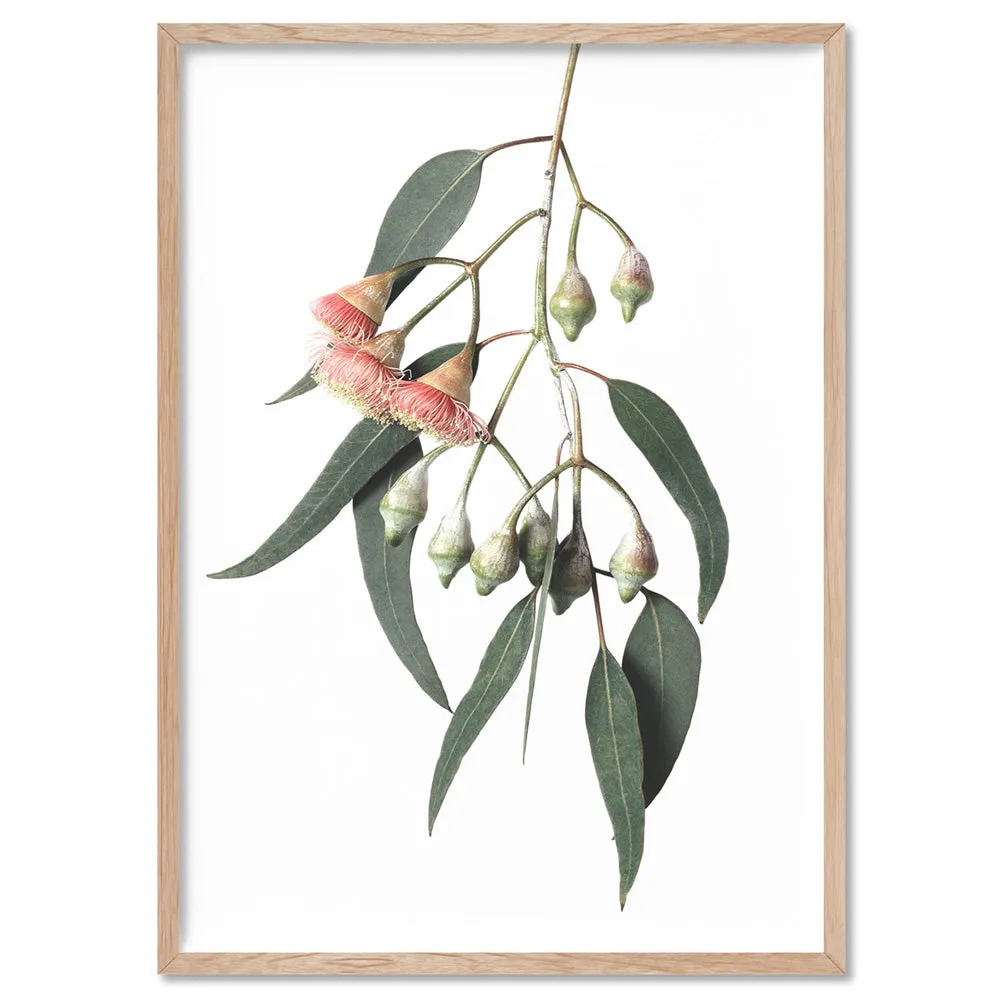 Flowering Eucalyptus in Soft Red - Art Print
