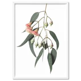 Flowering Eucalyptus in Soft Red - Art Print