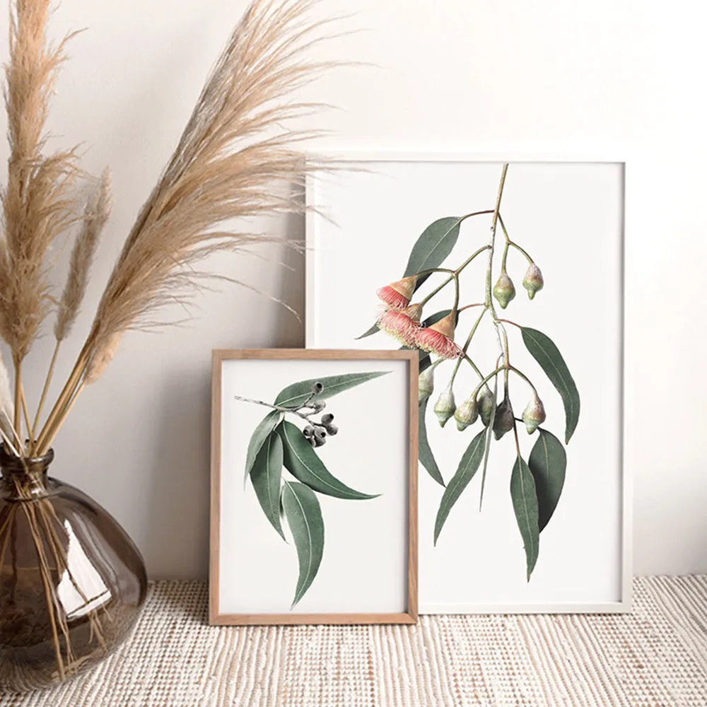 Flowering Eucalyptus in Soft Red - Art Print