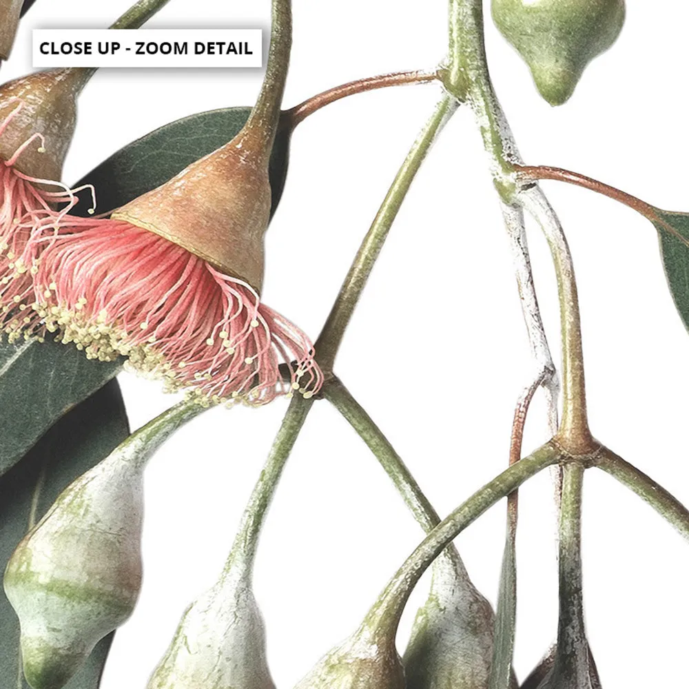 Flowering Eucalyptus in Soft Red - Art Print