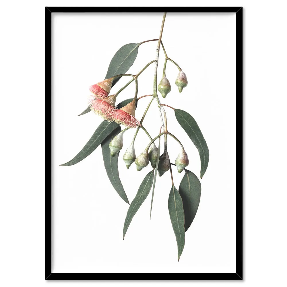 Flowering Eucalyptus in Soft Red - Art Print