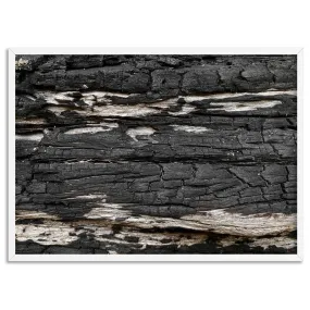 Gumtree | Charred Eucalypt IV - Art Print
