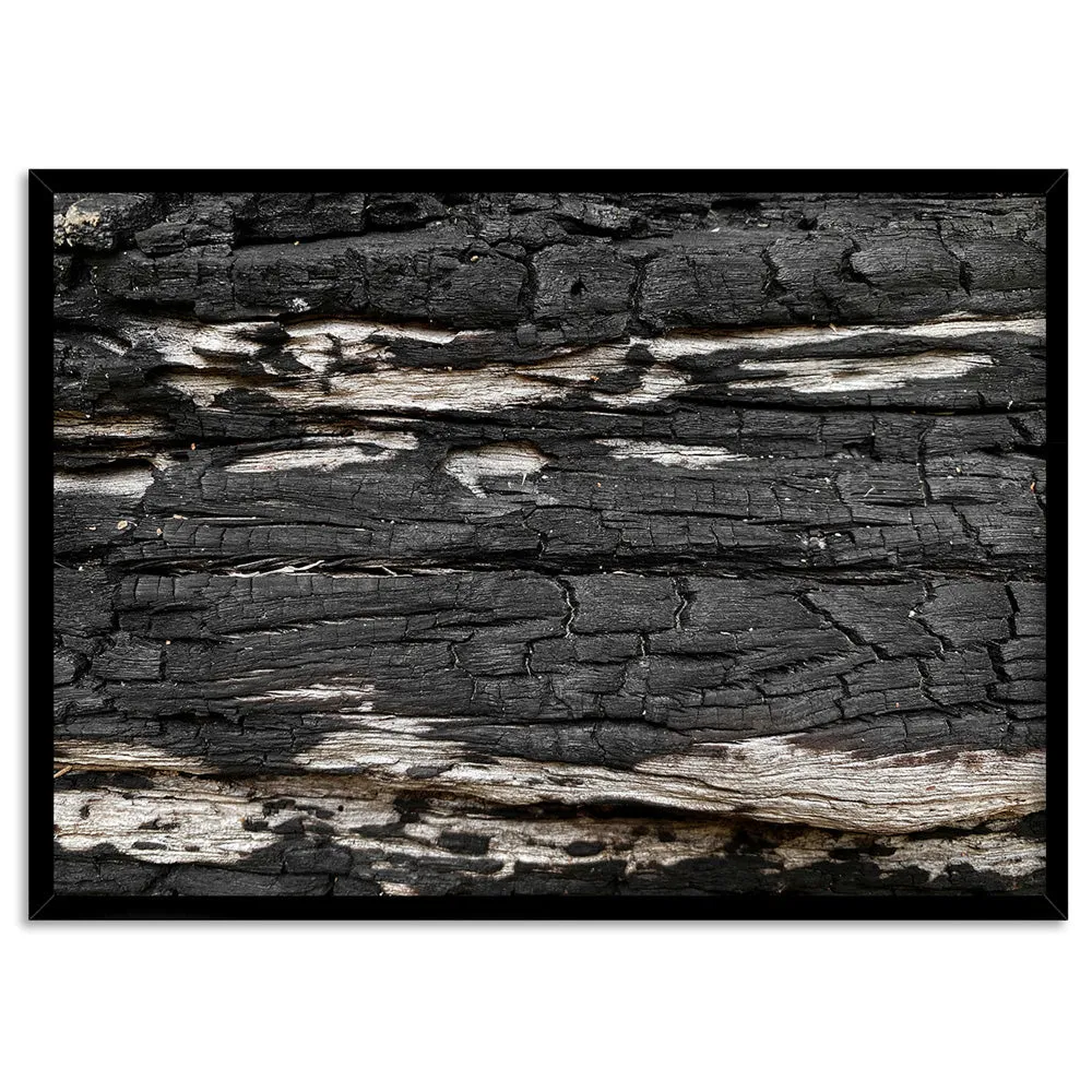 Gumtree | Charred Eucalypt IV - Art Print