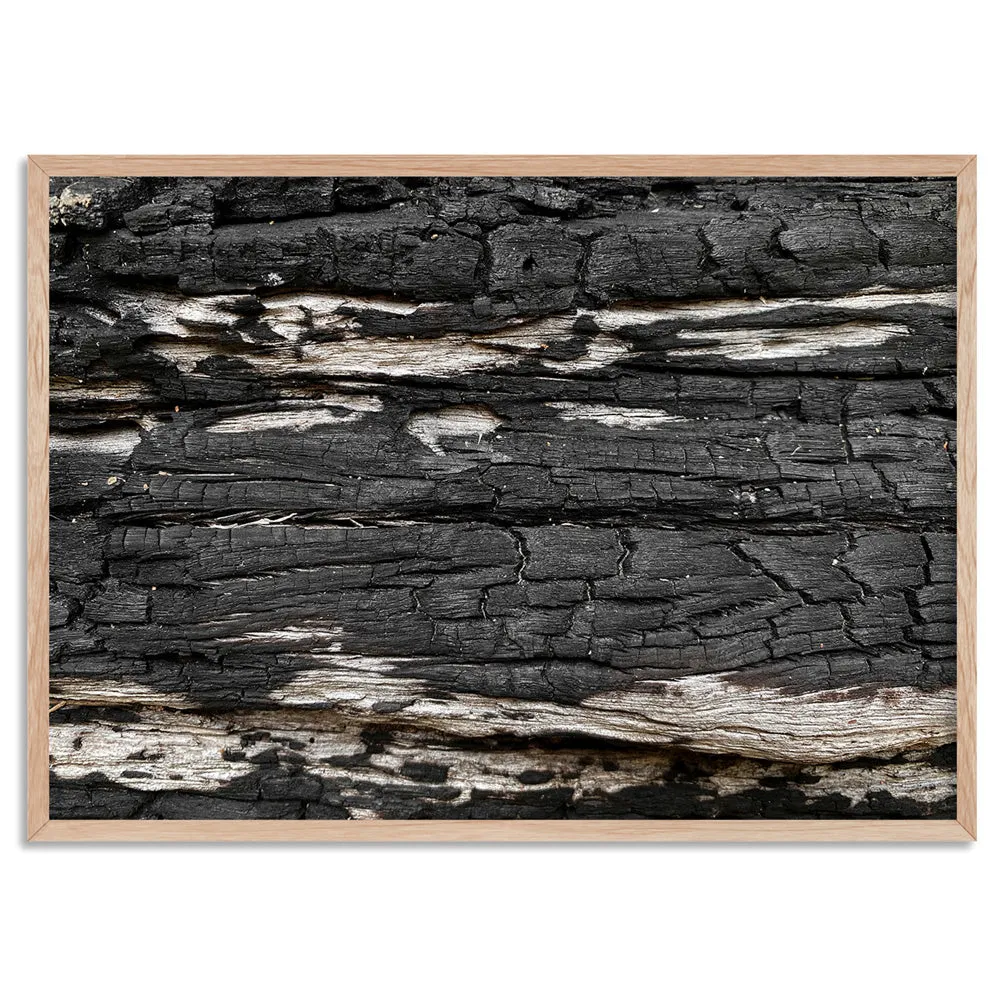 Gumtree | Charred Eucalypt IV - Art Print