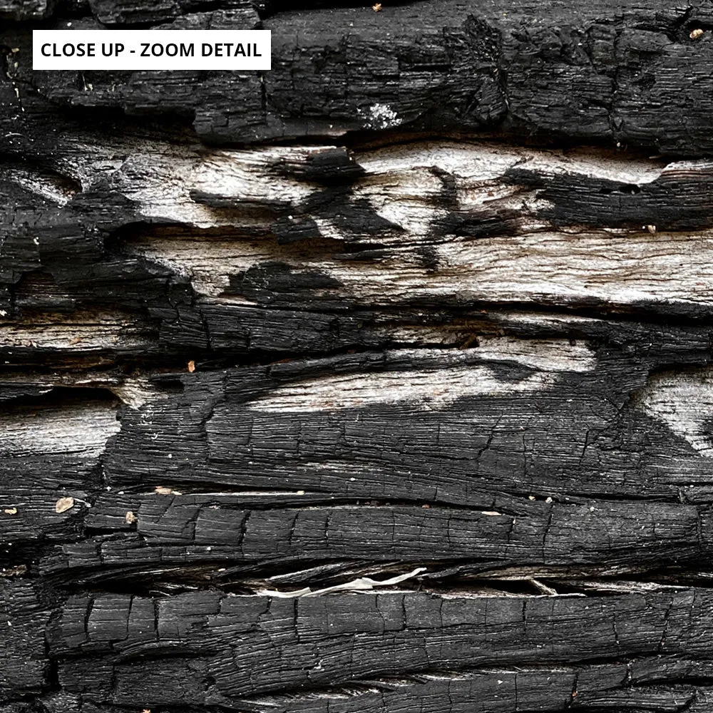 Gumtree | Charred Eucalypt IV - Art Print
