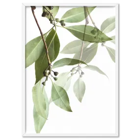 Gumtree Eucalyptus Leaves I - Art Print