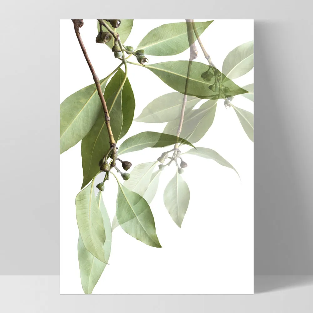 Gumtree Eucalyptus Leaves I - Art Print