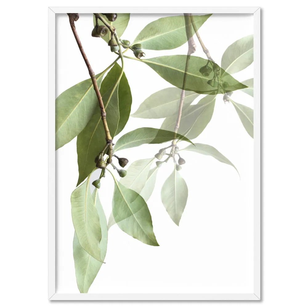 Gumtree Eucalyptus Leaves I - Art Print