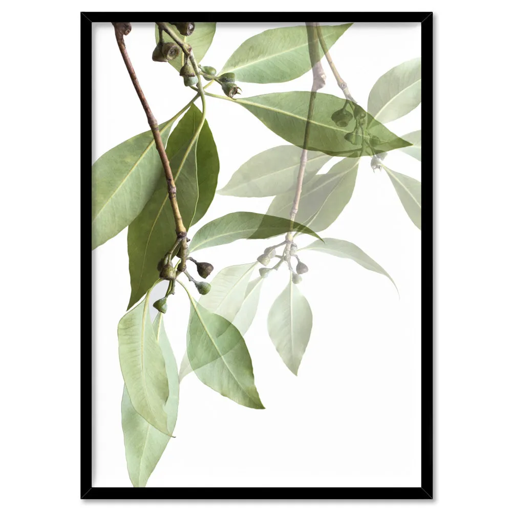 Gumtree Eucalyptus Leaves I - Art Print