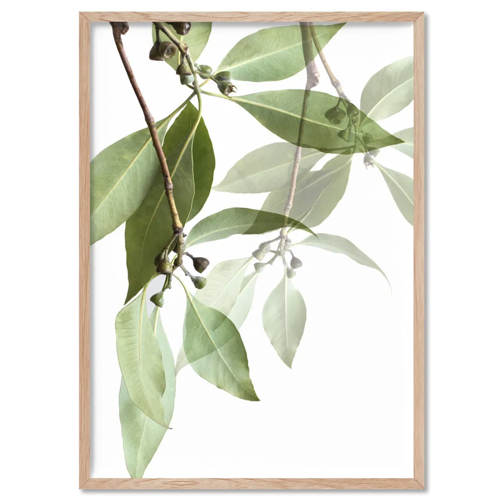 Gumtree Eucalyptus Leaves I - Art Print
