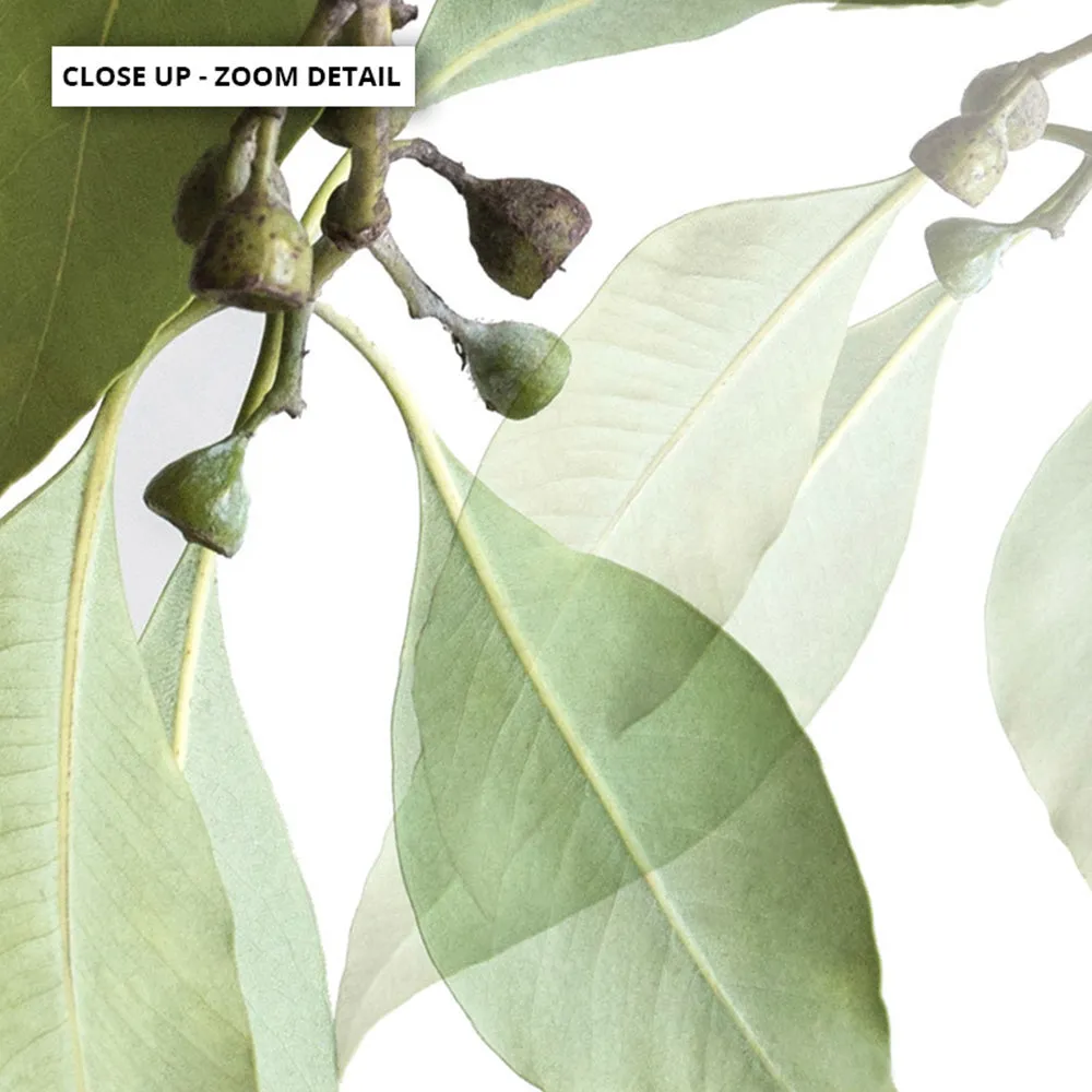 Gumtree Eucalyptus Leaves I - Art Print