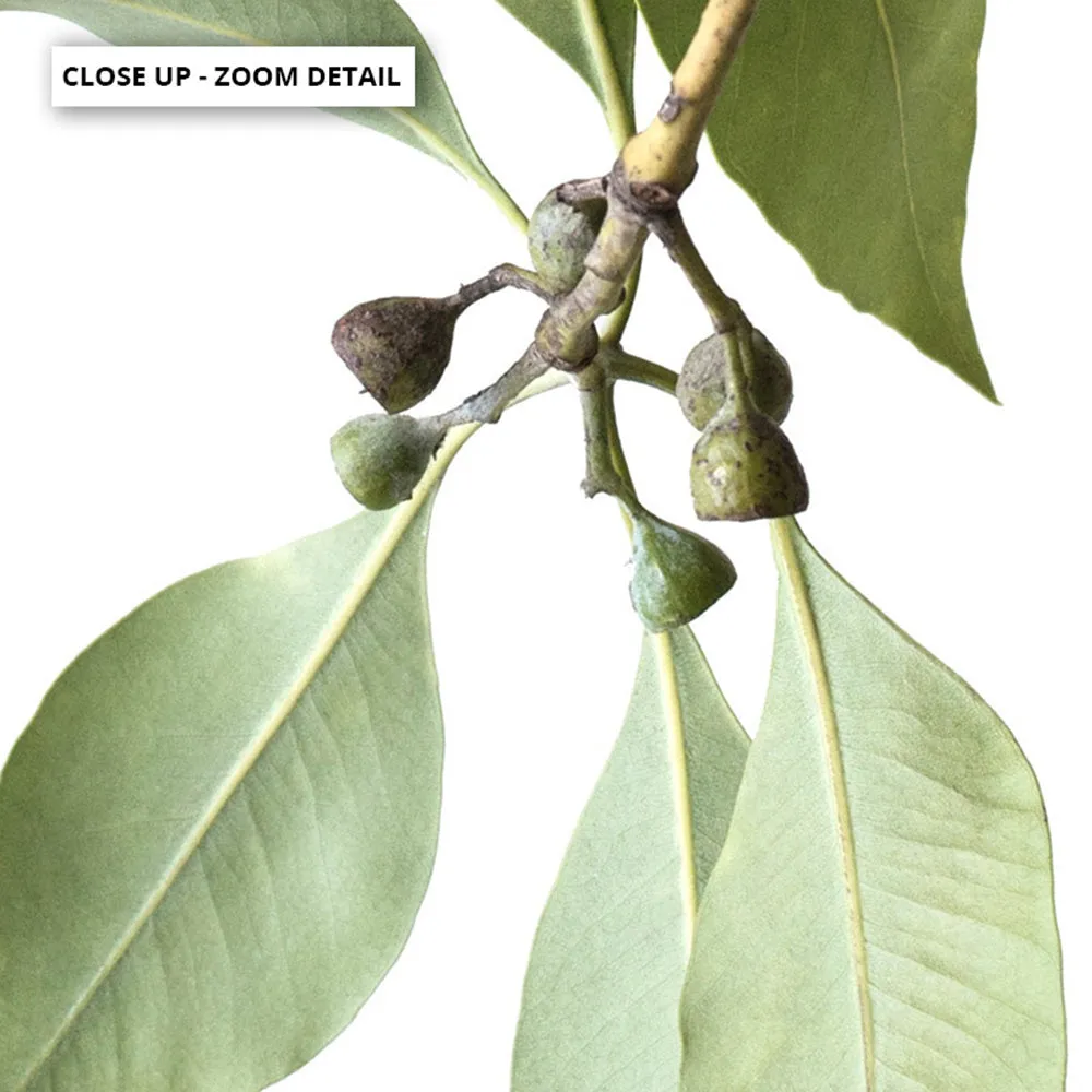 Gumtree Eucalyptus Leaves II - Art Print
