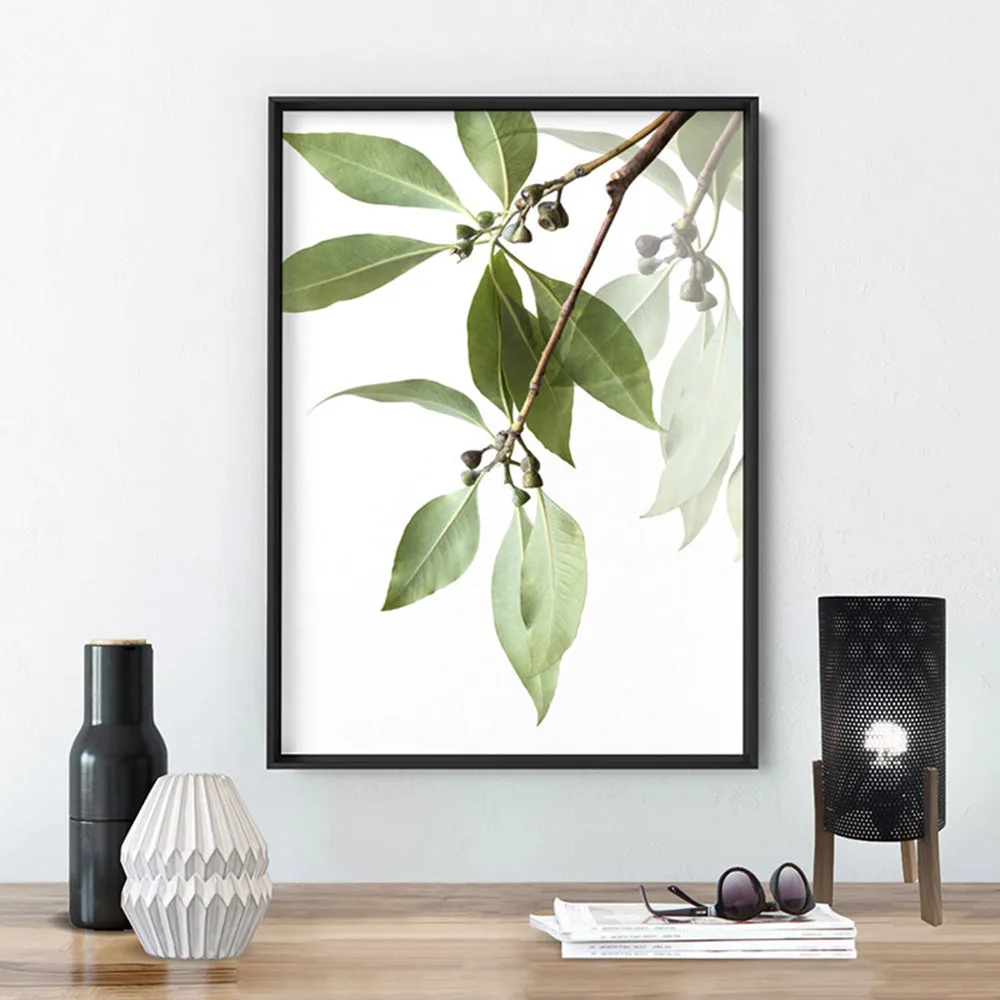 Gumtree Eucalyptus Leaves II - Art Print