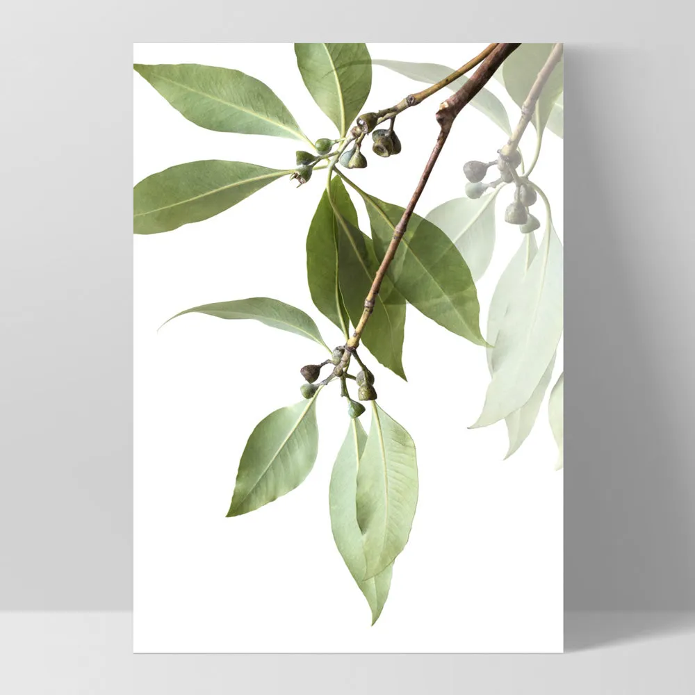 Gumtree Eucalyptus Leaves II - Art Print