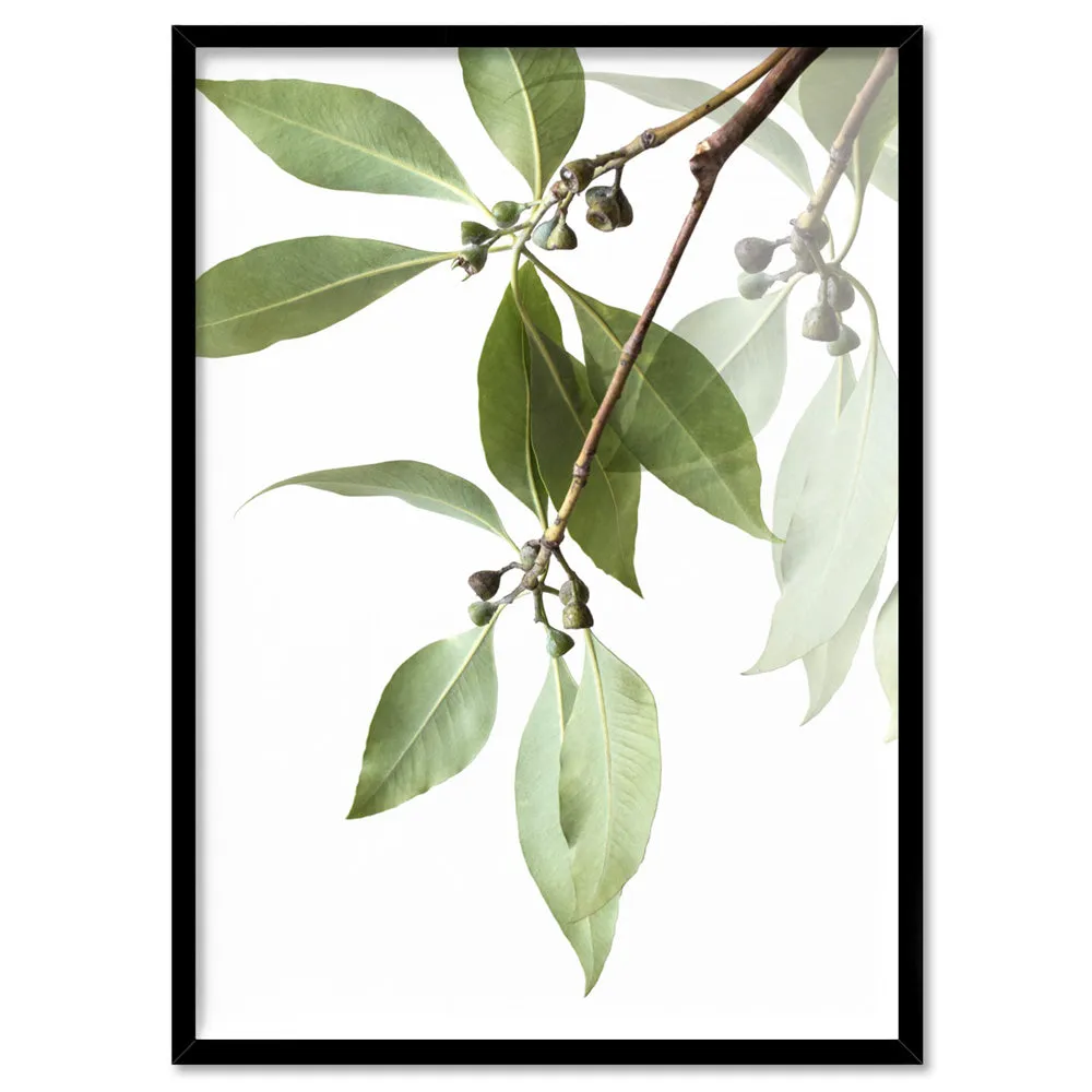 Gumtree Eucalyptus Leaves II - Art Print