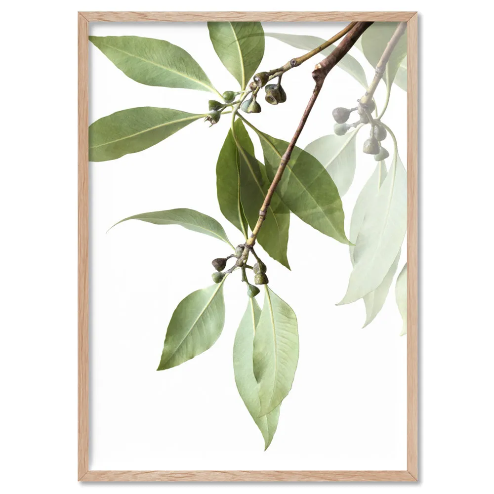 Gumtree Eucalyptus Leaves II - Art Print