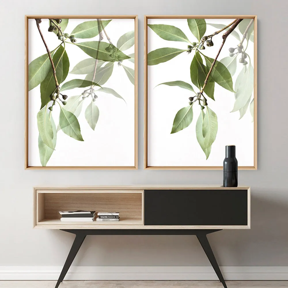 Gumtree Eucalyptus Leaves II - Art Print
