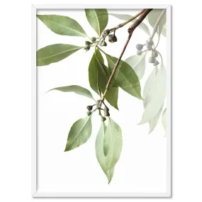 Gumtree Eucalyptus Leaves II - Art Print