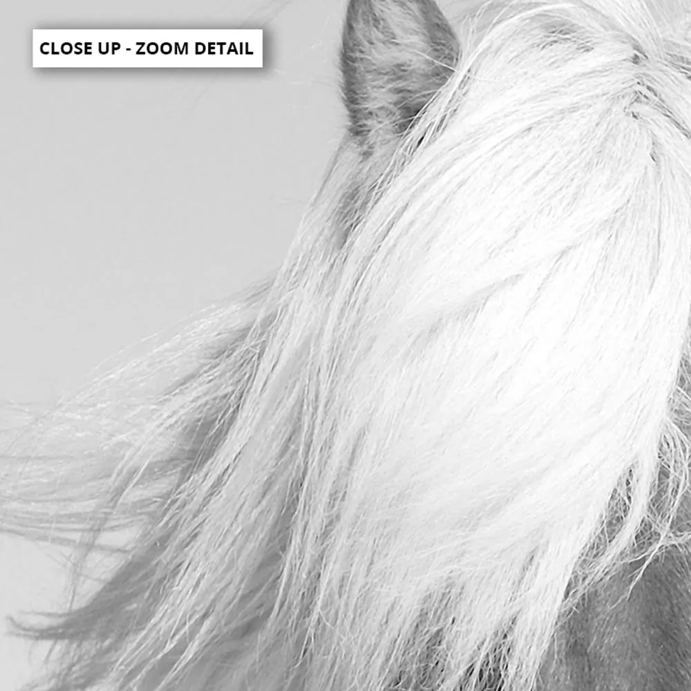 Horse Portrait in Black & White - Art Print