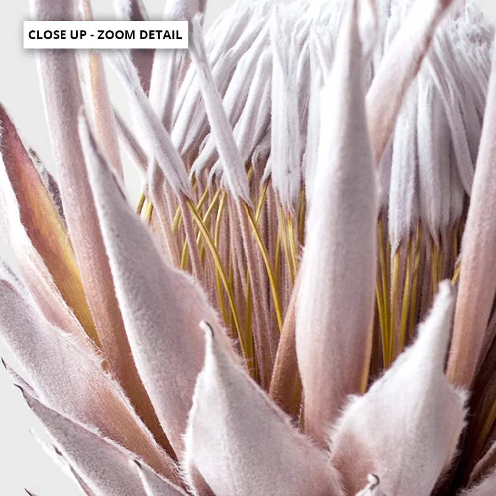 King Protea Duo in Blush - Art Print